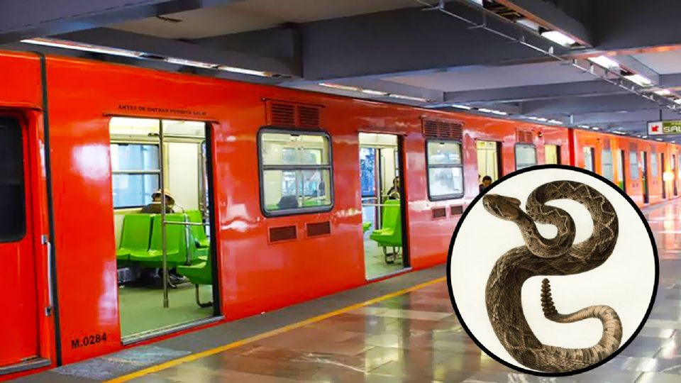 ¡De no creerse! Usuario encontró una serpiente en el Metro de la CDMX