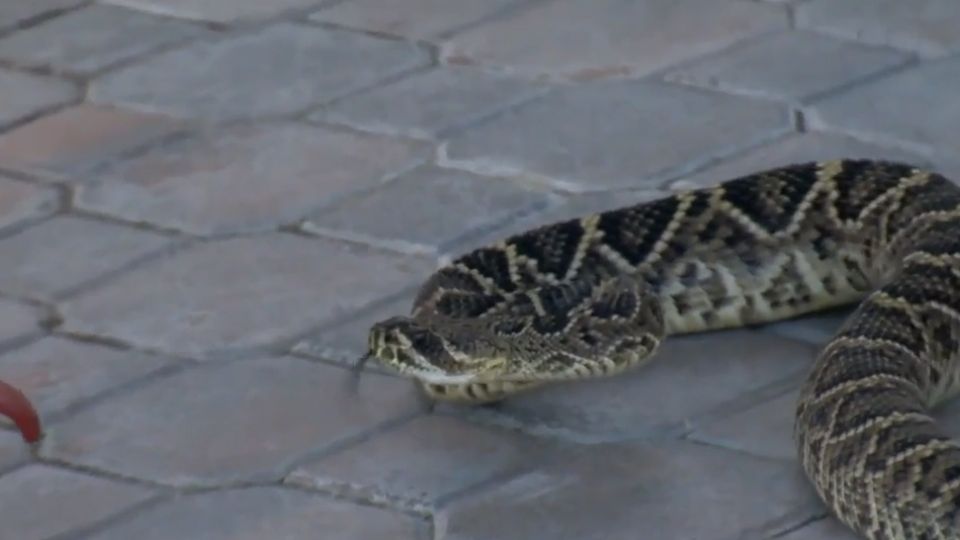 Una serpiente venenosa se coló al patío de la casa de la abuela del menor