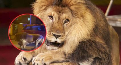 Imponente león escapa de circo y se pasea por las calles sembrando el terror | VIDEO