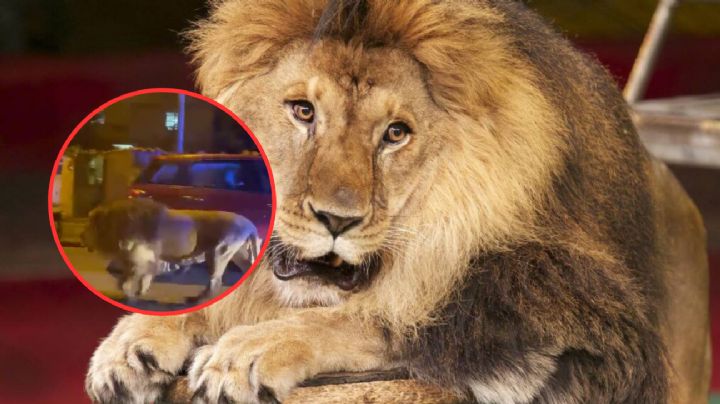 Imponente león escapa de circo y se pasea por las calles sembrando el terror | VIDEO
