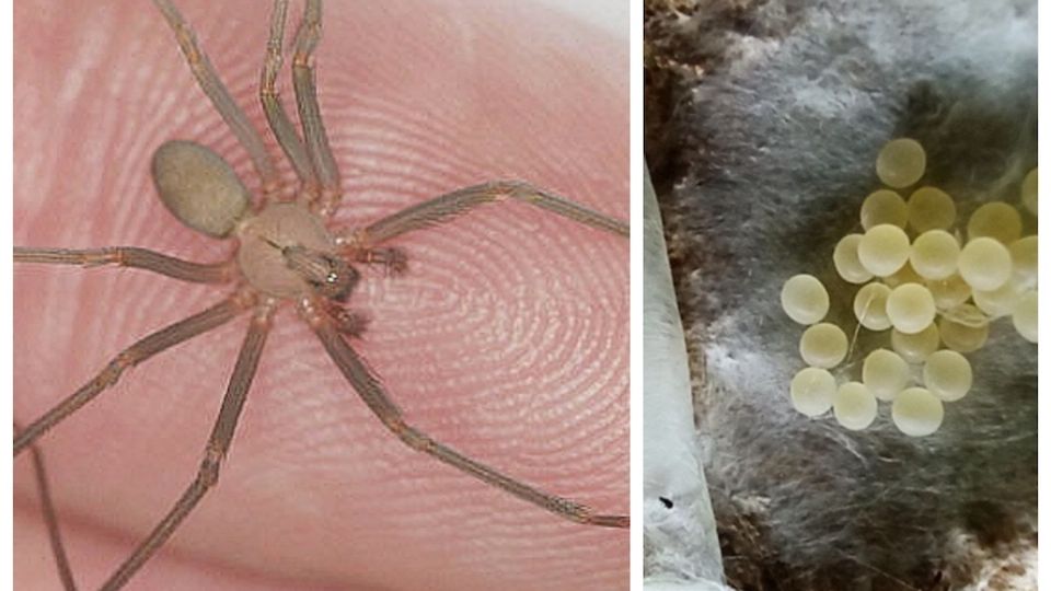 La araña violinista puede ser mortal en algunos casos; hay que mantenerla alejada.