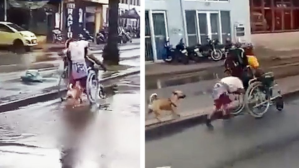 El niño, el padre y su perro iban felices