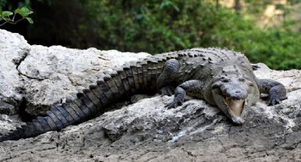 Cocodrilo ataca a pescador y le arranca un brazo en río de México