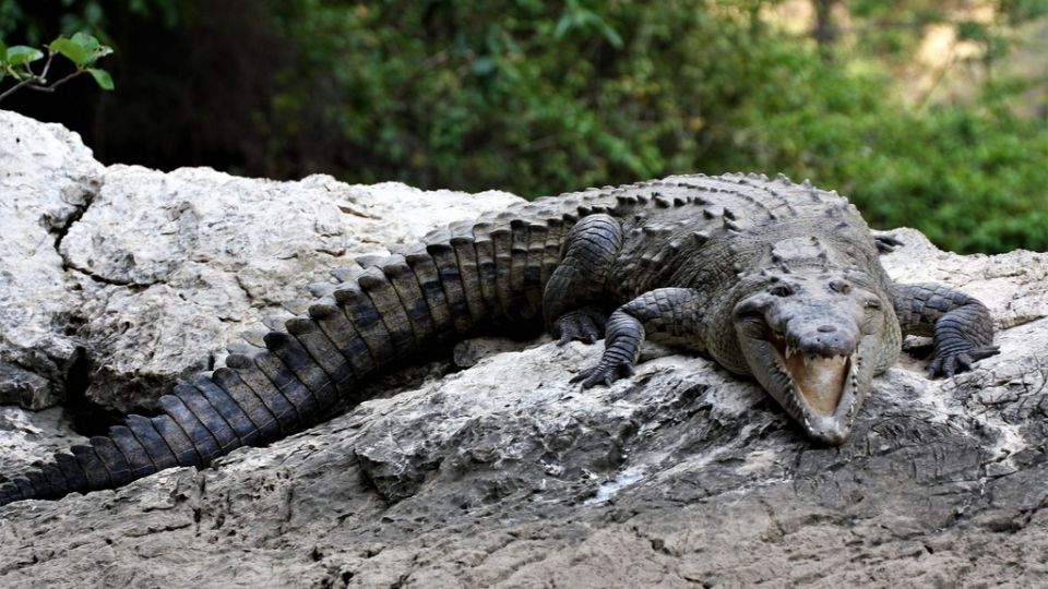 Un pescador perdió un abrazo al ser atacado por un cocodrilo en Nayarit.