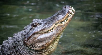 Hombre sobrevive al ataque de un cocodrilo, ¡le muerde ojo al animal!