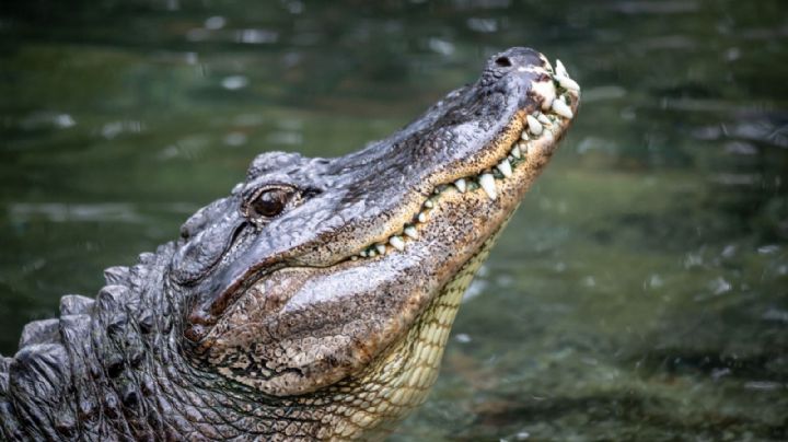 Hombre sobrevive al ataque de un cocodrilo, ¡le muerde ojo al animal!