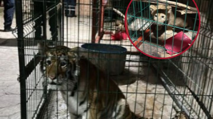 Iban por peligroso criminal y encontraron a estos animales exóticos