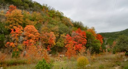 Lost Maples, paraíso natural en Texas que se pinta de naranja durante el otoño