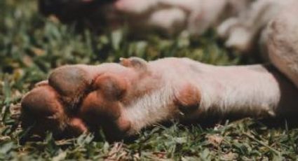 Lo arrestan por crueldad animal; tenía a su perro enfermo y en los puros huesos