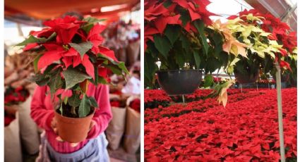 Así puedes hacer que tu Nochebuena dure para todo el año  | VIDEO