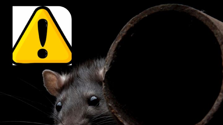 Cuidado: Esta rata podría estar en tu casa, causarte enfermedades y hasta la muerte