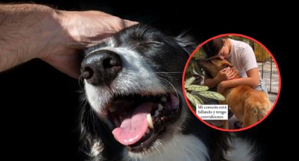 'Mi último día en la tierra': la conmovedora despedida de perrito de avanzada edad | VIDEO