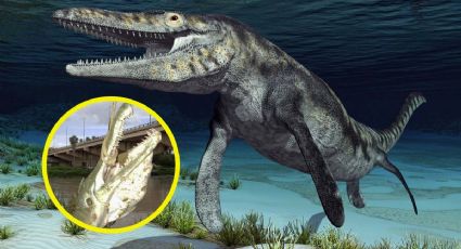 Más grande que un catán; hallan fósil de Yaguarasaurus en Vallecillo