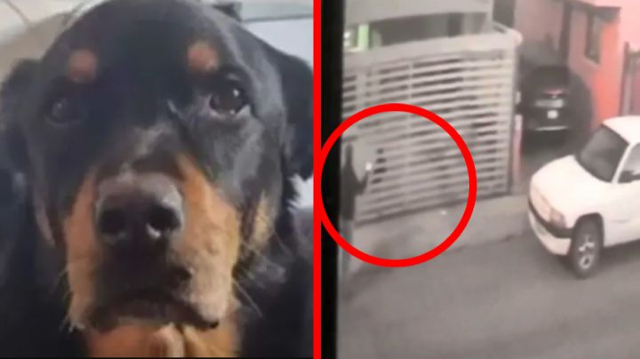 Hombre ataca a perrito y lo quema con ácido; dañó permanentemente sus ojos | VIDEO