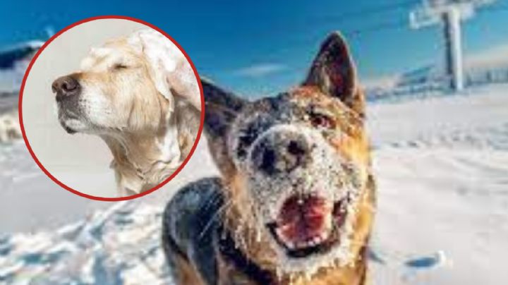 Los mejores consejos para cuidar a tu mascota en esta temporada de frío