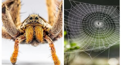 Identifica así una araña 'chupasangre'; esto debes hacer si la ves