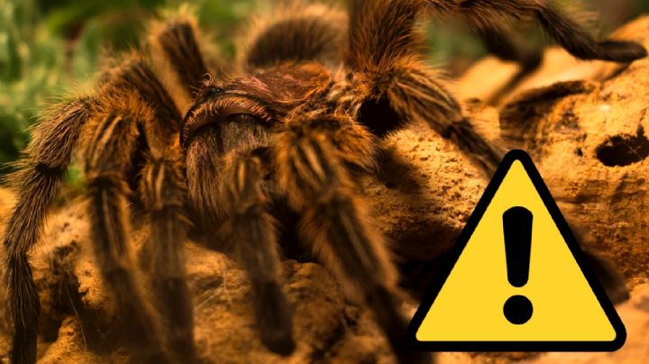 Tarántula gigante provoca accidente automovilístico en California, Estados Unidos