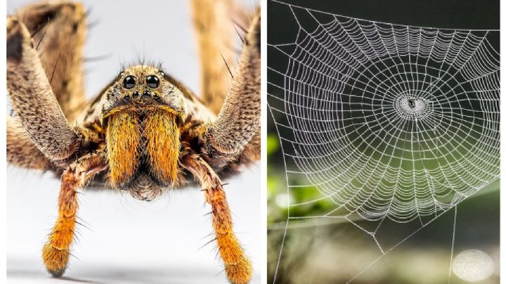 Identifica así una araña 'chupasangre'; esto debes hacer si la ves