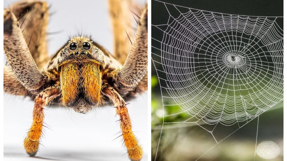 La araña chupa sangre es inofensiva y te ayuda a controlar las plagas.