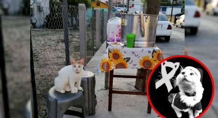 Fallece Michitamalitos, la gatita que vendía tamales con su dueña en Tampico, Tamaulipas