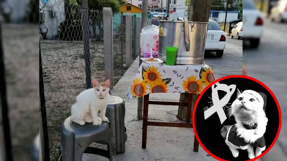 La tierna gatita era la adoración de vecinos y clientes del negocio, sobre todo por la nobleza del animal, que se dejaba acariciar por todos