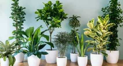 Plantas de interior de fácil cuidado; estas son las más recomendadas