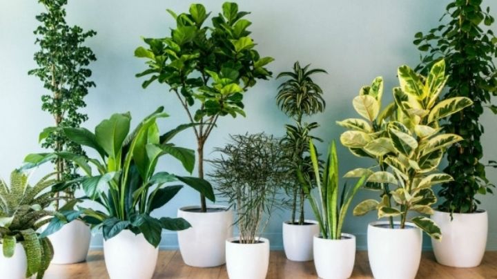 Plantas de interior de fácil cuidado; estas son las más recomendadas