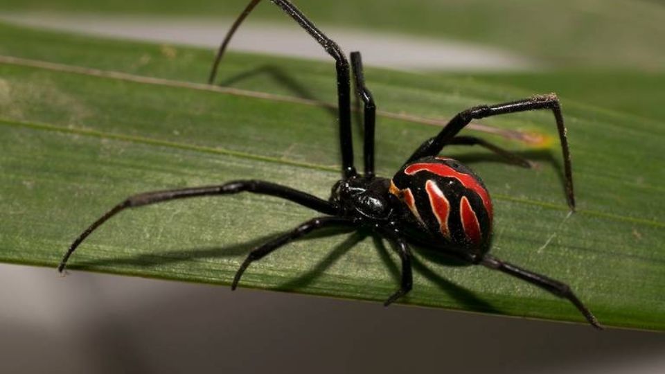 Científicos mexicanos agregan una cuarta especie de viuda negra para México.