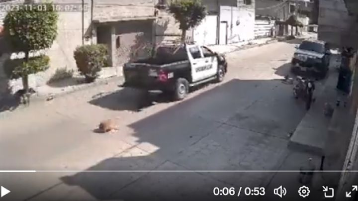 Patrulla atropella a perrito y no se detiene; perros se acercan al escucharlo aullar | VIDEO