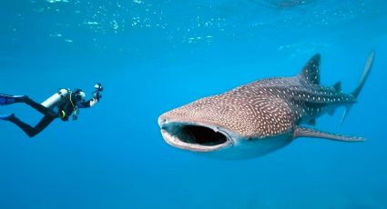 Desaparece gigantesco tiburón ballena en las costas de Tamaulipas