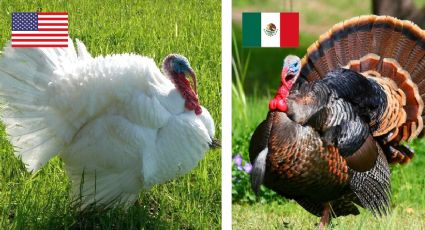 Thanksgiving: ¿Qué pavo tiene mejor sabor, el mexicano o el de EU?