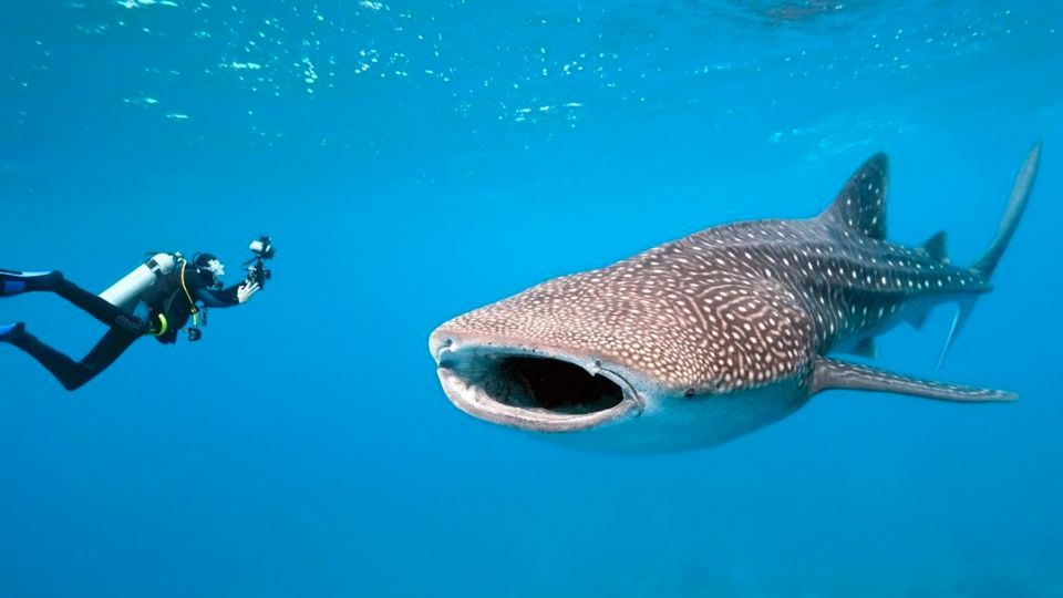 Tiburón ballena