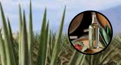 Monterrey tendrá el Mezcal Fest, te decimos cuándo será