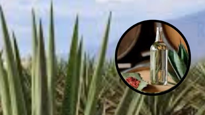Monterrey tendrá el Mezcal Fest, te decimos cuándo será
