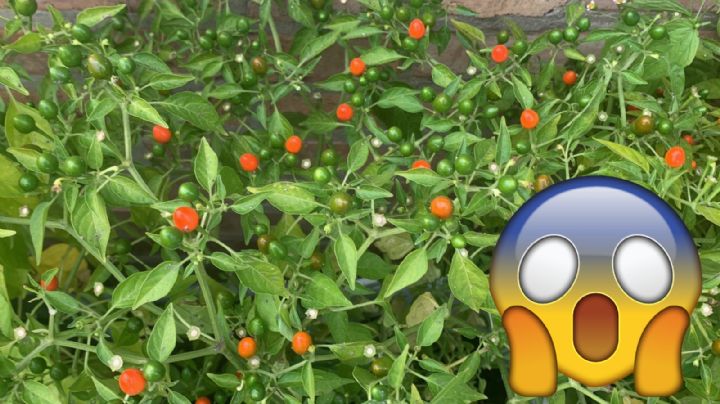 Chile piquín, la fruta que crece en árboles de dos metros y de forma silvestre en México