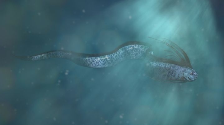 Pez remo aparece en costas de Chiapas y se teme lo peor; esto podría pasar