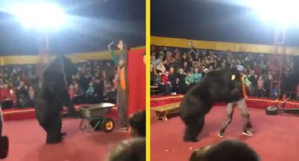 Oso se rebela ante su domador y lo ataca durante show en vivo; se hartó de las agresiones | VIDEO