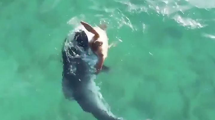 Tortuguita marina desafía a tiburón tigre; este fue el final inesperado | VIDEO