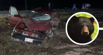 Tragedia: choca de frente con un oso en la carretera a Saltillo; fallece conductor y el animal