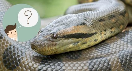 ¿Las anacondas son realmente peligrosas?; tres datos que probablemente no conocías