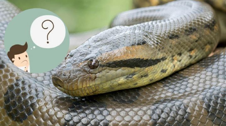¿Las anacondas son realmente peligrosas?; tres datos que probablemente no conocías