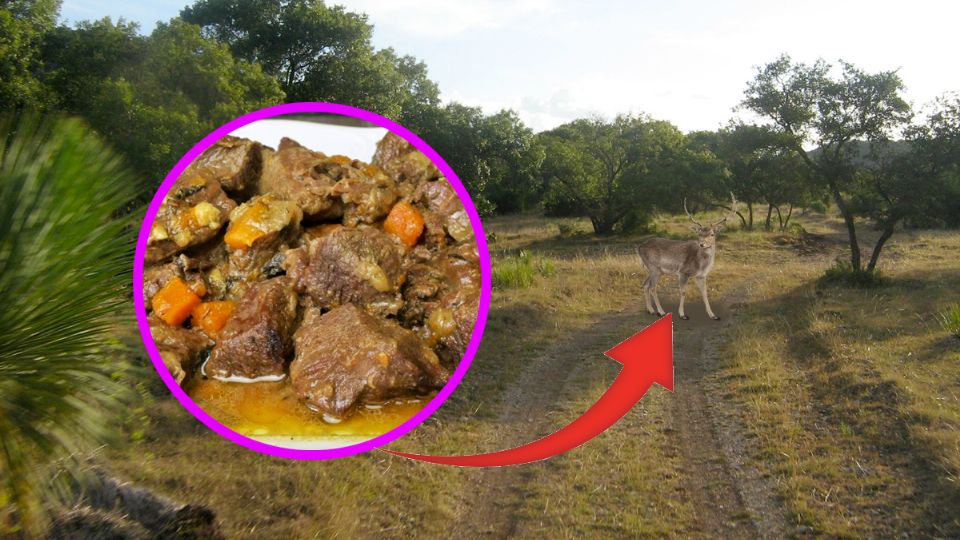 Hay una lista de animales silvestres que se pueden comer