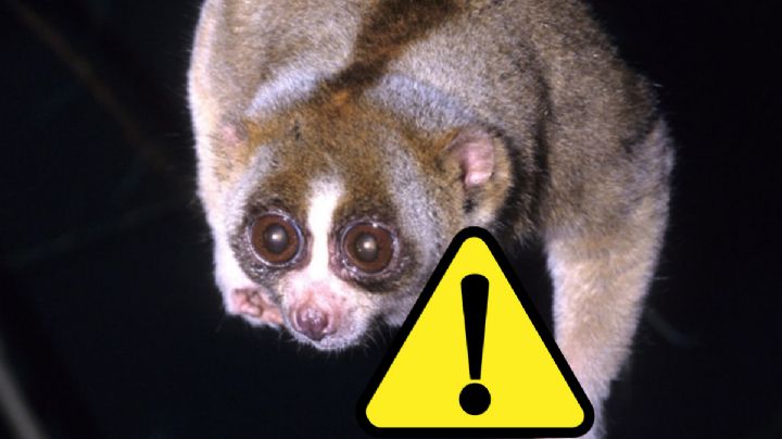 Este adorable y tierno animalito podría causarte una muerte lenta y agónica