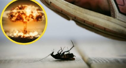 Abuelito intenta matar una cucaracha y termina explotando su departamento; ¿qué ocurrió?