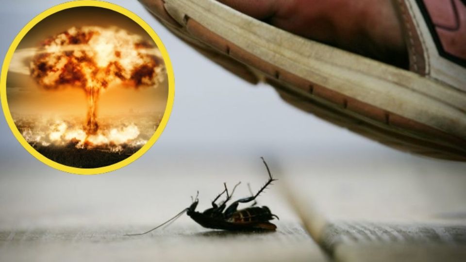 La peña caza para acabar con el insecto, terminó por destrozar su departamento con una fuerte explosión