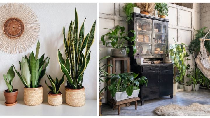 Las plantas que debes tener en casa para atraer abundancia en 2024