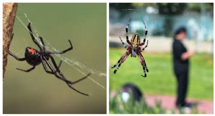 Así puedes detectar si una araña es venenosa o no