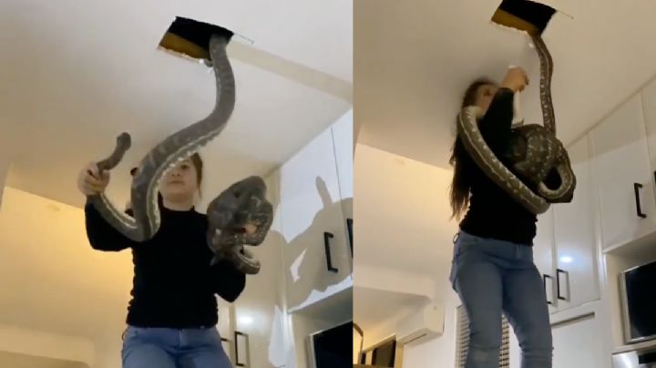 Mujer saca enormes serpientes del techo de su vivienda | VIDEO