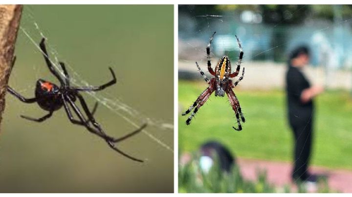 Así puedes detectar si una araña es venenosa o no