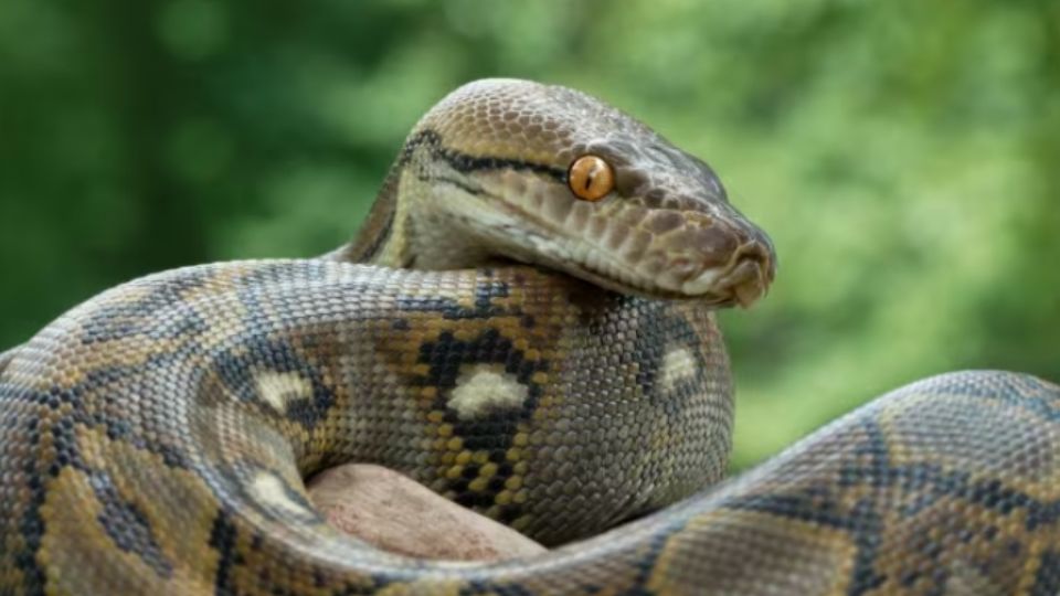 Un tranquilo paseo en motocicleta se convirtió en una pesadilla para el motociclista, al enfrentar a tremendo animal por su vida